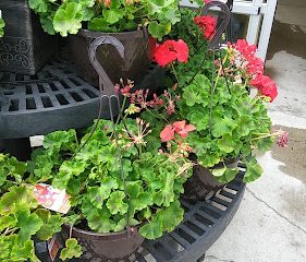 Walmart Garden Center
