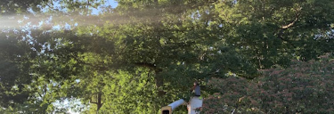 B&H Tree Removal