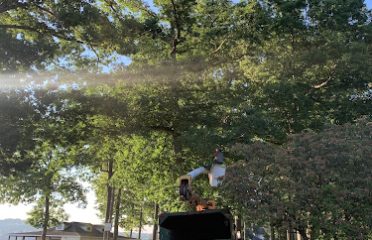 B&H Tree Removal