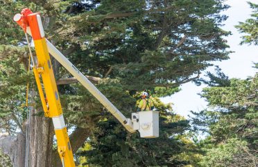 The Davey Tree Expert Company