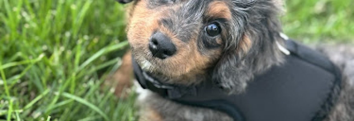Fairfield Furbabies – Puppy Pickup
