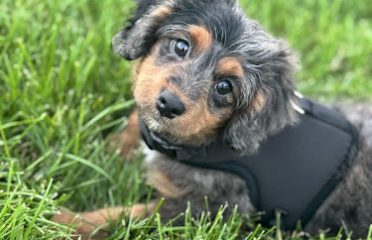 Fairfield Furbabies – Puppy Pickup