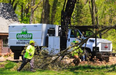 Capasso Landscaping & Tree Removal
