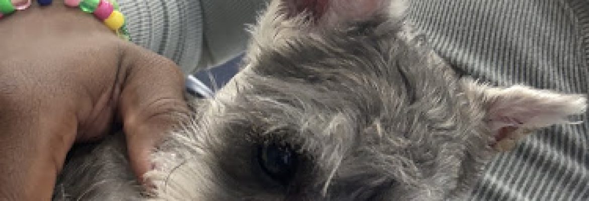 Connecticut Puppies and Kittens