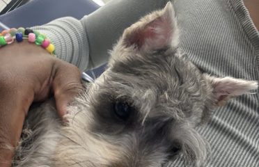 Connecticut Puppies and Kittens