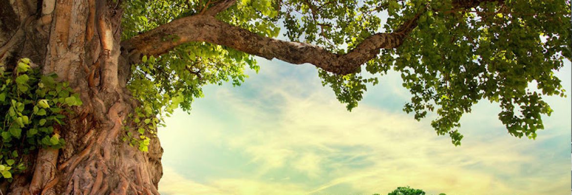 Residential Foresters LLC