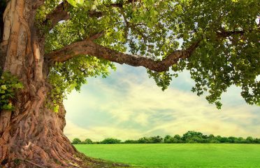 Residential Foresters LLC