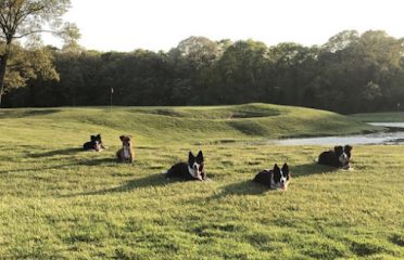 Geese Chasers Southern Connecticut