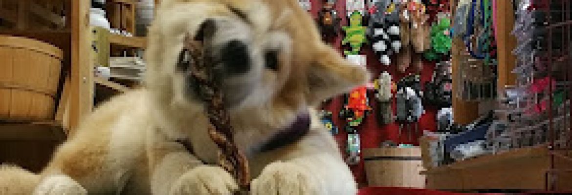 Cheshire Cat & Dog Too