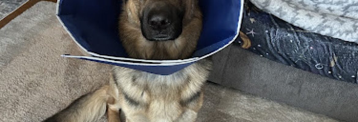 Salem Valley Veterinary Clinic