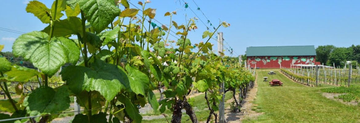 Rosedale Farms & Vineyards