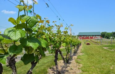 Rosedale Farms & Vineyards