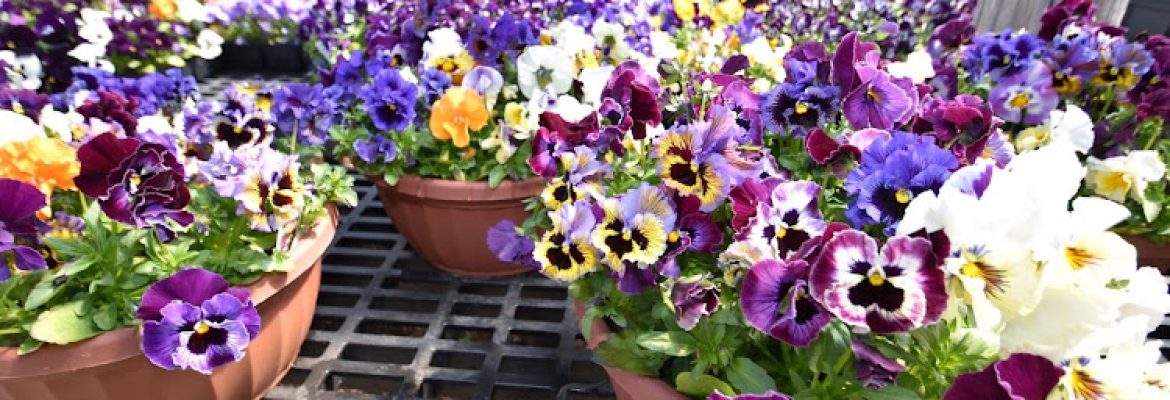 Shoreline Garden Center