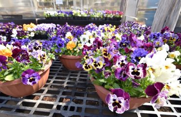 Shoreline Garden Center