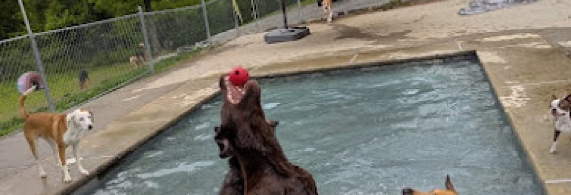 A Dogs World
