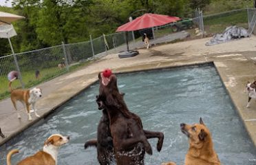 A Dogs World