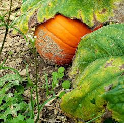 Logue Farms Farm Stand