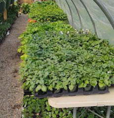 E&J Family Farm