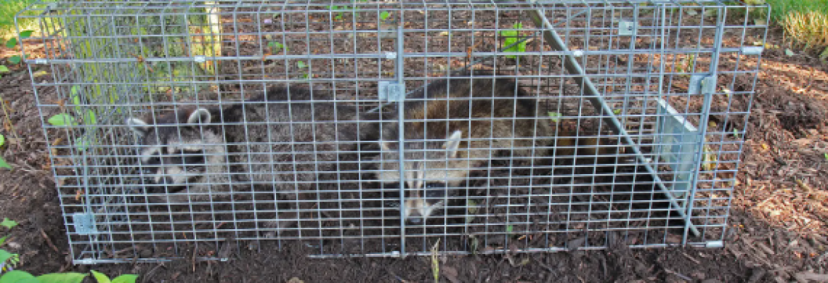 Essential wildlife control
