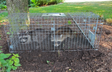 Essential wildlife control