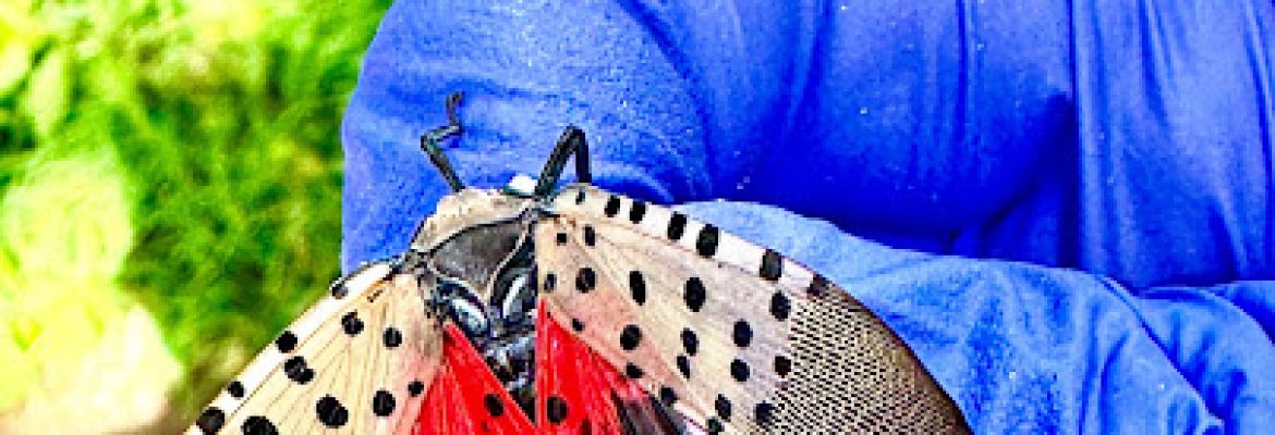 Ellington Family Pest & Termite Elimination