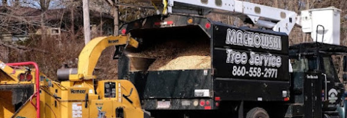 Machowski Tree Service and Removal