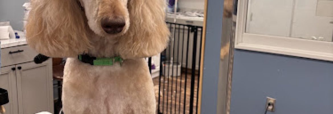 Head To Tail Dog Grooming