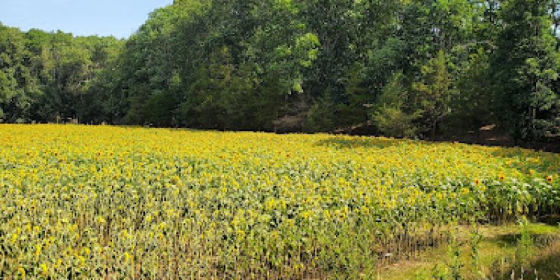 Total Landscape Solutions