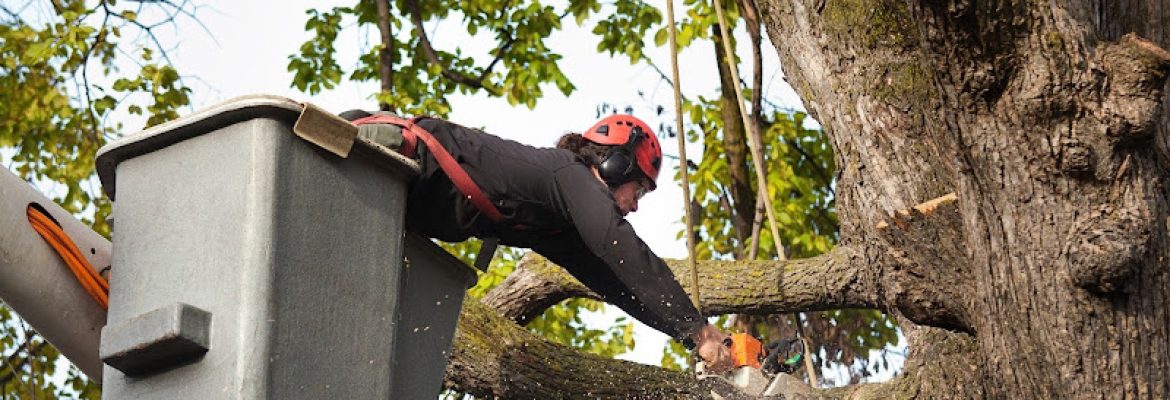 Town Green T﻿﻿r﻿e﻿﻿e Se﻿rv﻿ic﻿e