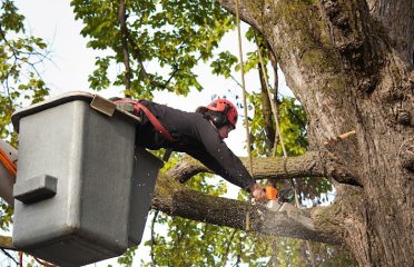 Town Green T﻿﻿r﻿e﻿﻿e Se﻿rv﻿ic﻿e