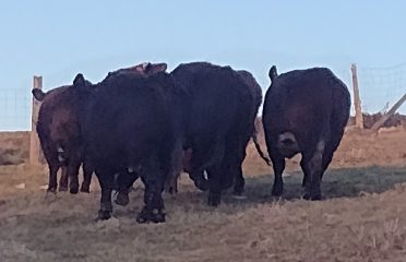 Foote Hills Farm Inc