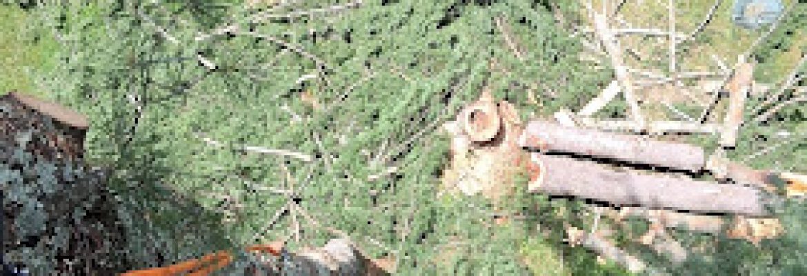 Vasquez Tree Services