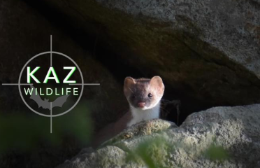 KAZ Wildlife