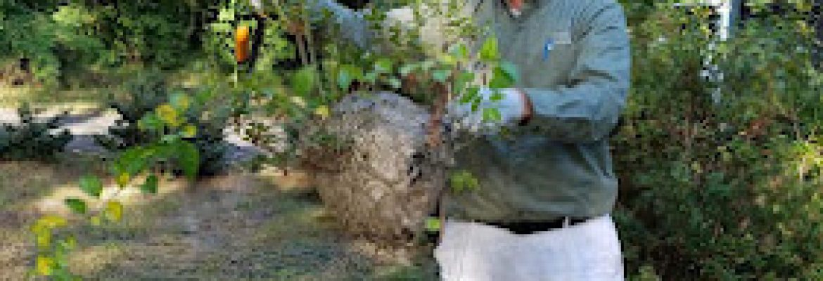 Green Pest Management LLC