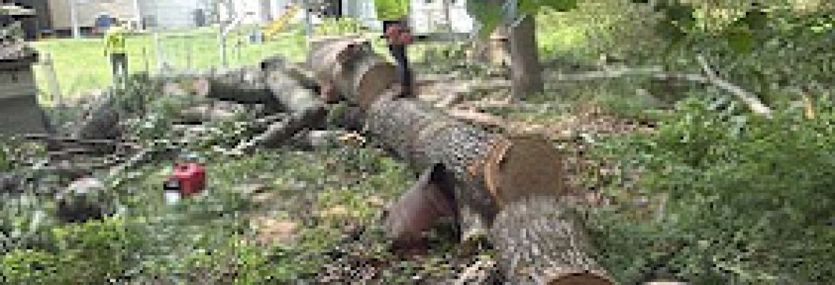 Vasquez Tree Services