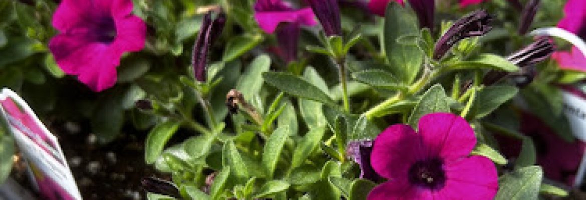 Maynard Greenhouses