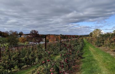 Belltown Hill Orchards