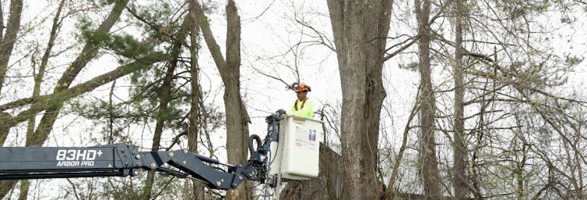 M&G Tree Services