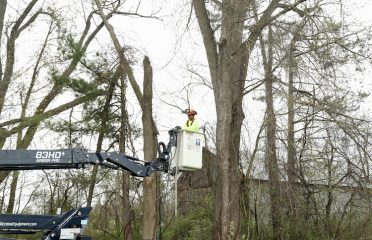 M&G Tree Services