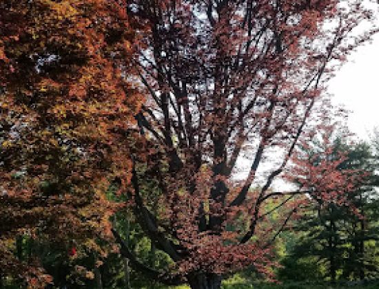 Bartlett Tree Experts