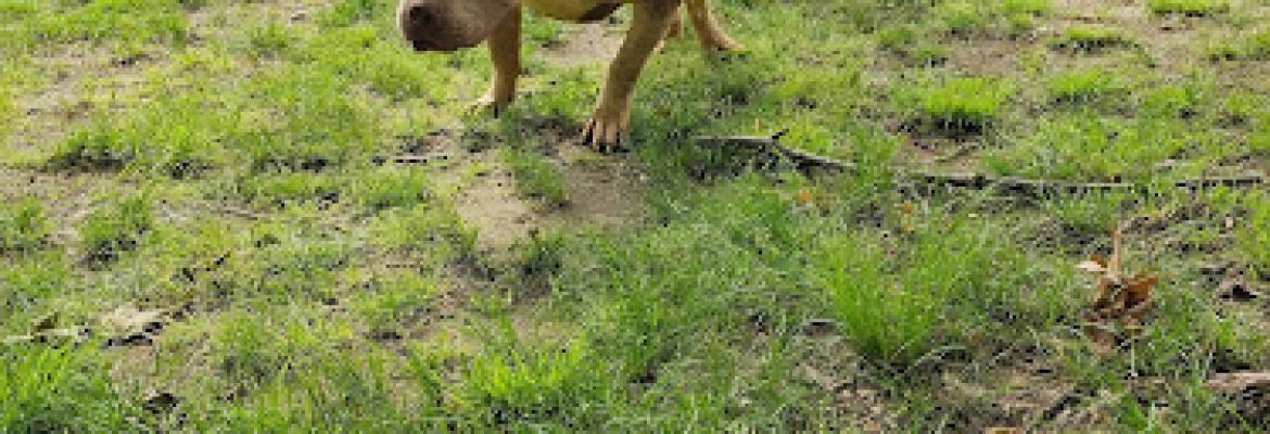 Crown Royal Kennels.llc
