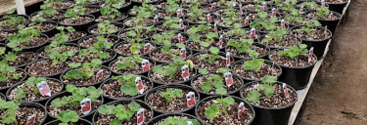 East Side Greenhouses