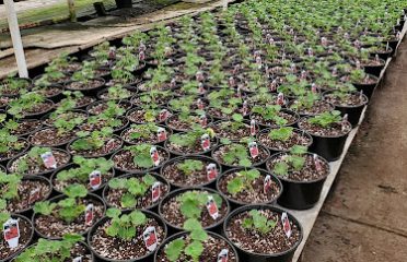 East Side Greenhouses