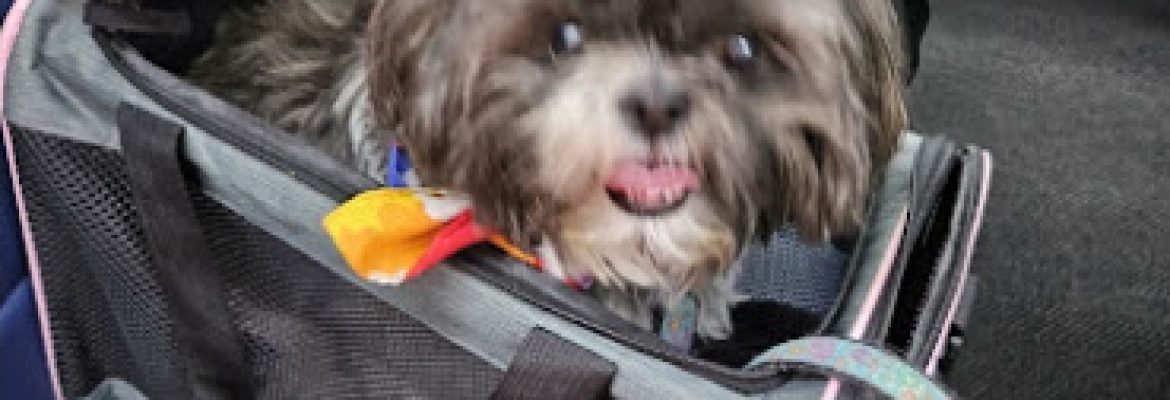 Stamford Veterinary Center