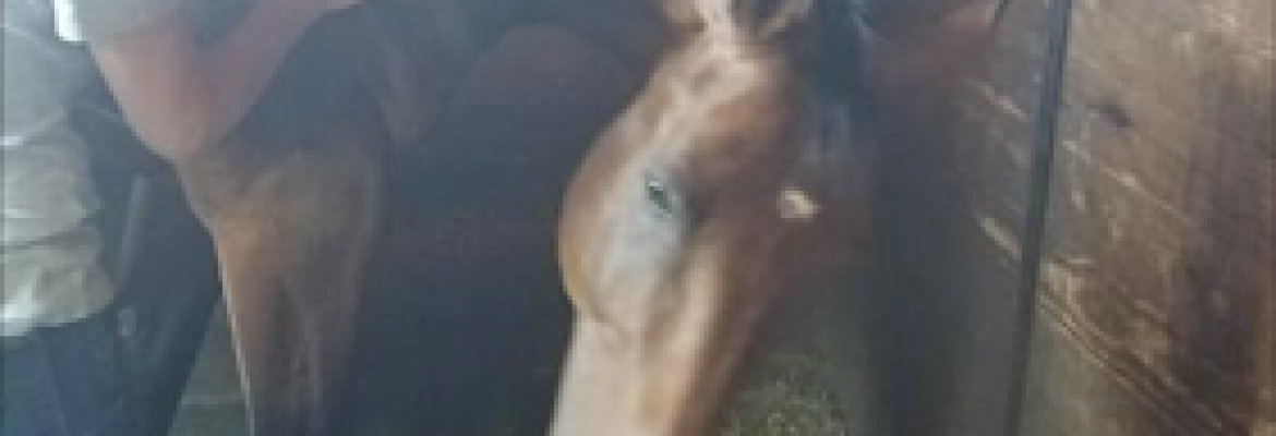 Connecticut Equine Massage