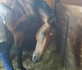 Connecticut Equine Massage
