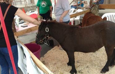 All The Pretty Saddles