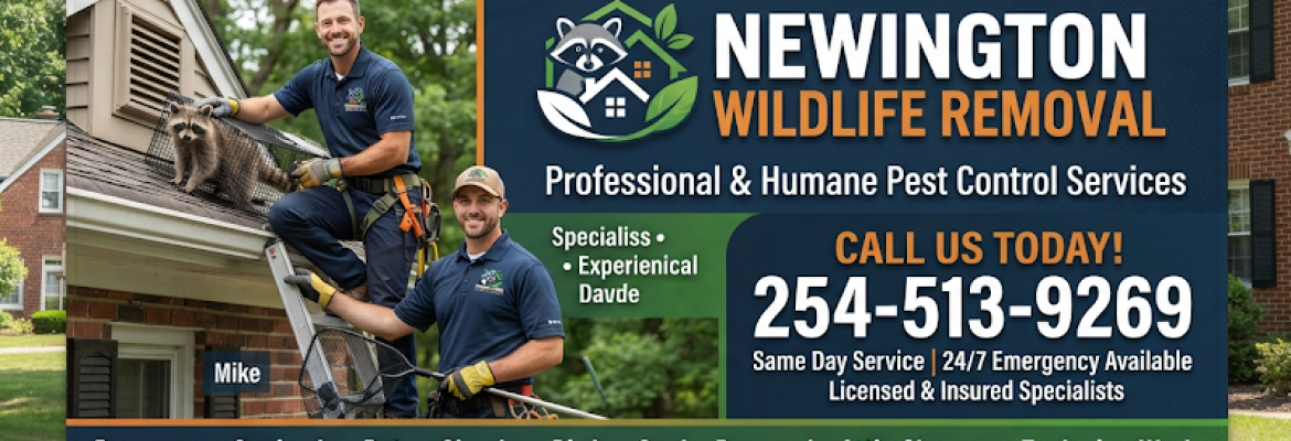 Newington Wildlife Removal