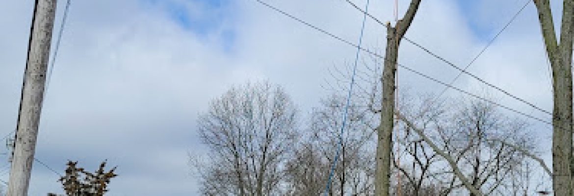 LORENZO’S LANDSCAPING & TREE SERVICE LLC