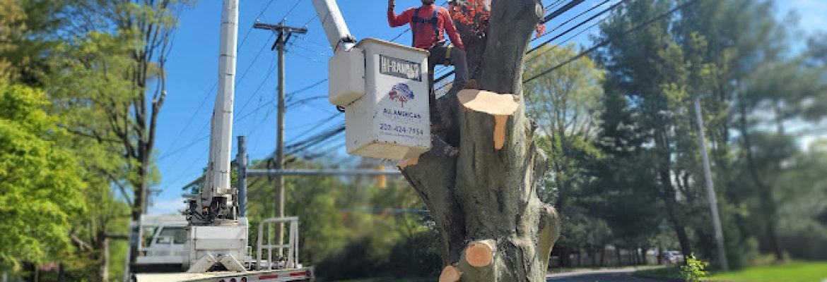 All American Tree & Turf LLC